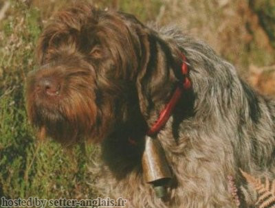 Griffon Korthals TSAR DU CLOS DU BIGON Griffon Korthals TSAR DU CLOS DU BIGON